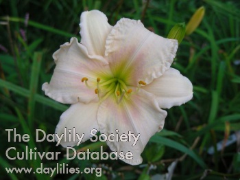 Daylily Let Me Be Clear